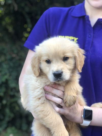 Cute and adorable Golden Retriever puppy dog held in arms at Puppy Shack Brisbane.
